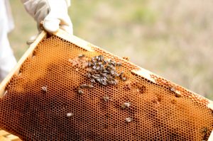 Abeilles sur cadre de miel et mains d'apiculteur