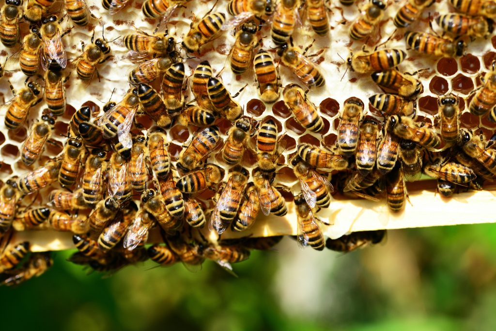 Lire la suite à propos de l’article Une ferme apicole expérimentale au cœur du parc de la Sainte Baume