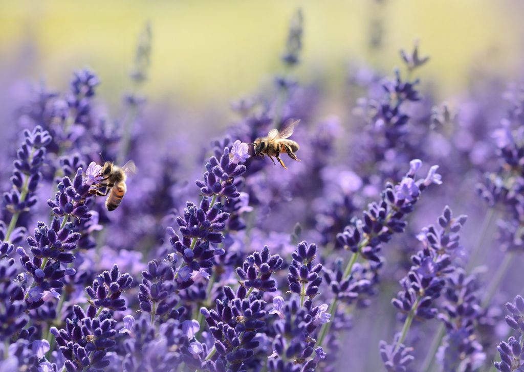 Lire la suite à propos de l’article Un dispositif pour éloigner les abeilles sans les blesser lors de récolte