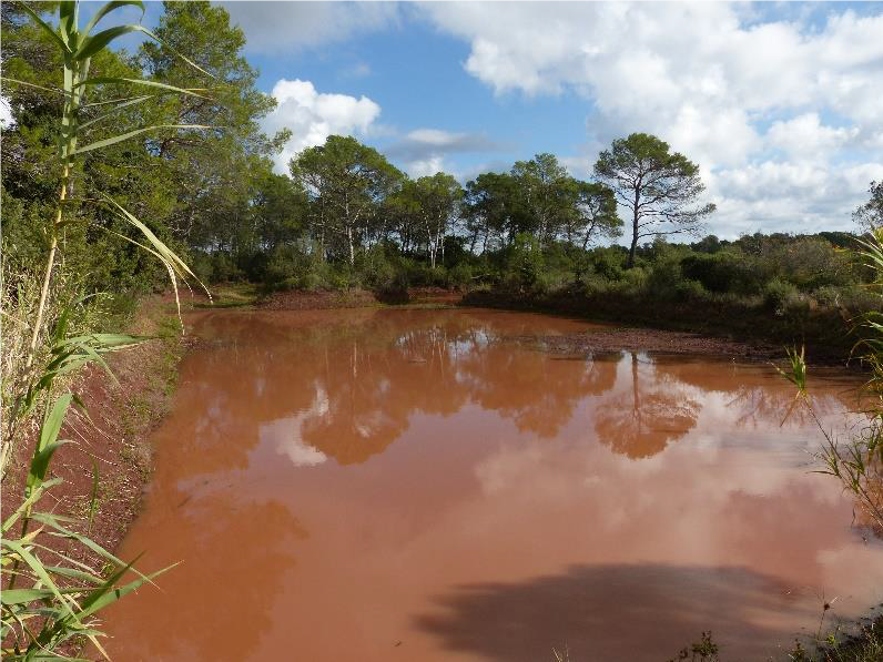 Un amphibien classé en danger fait l'objet d'une étude environnementale