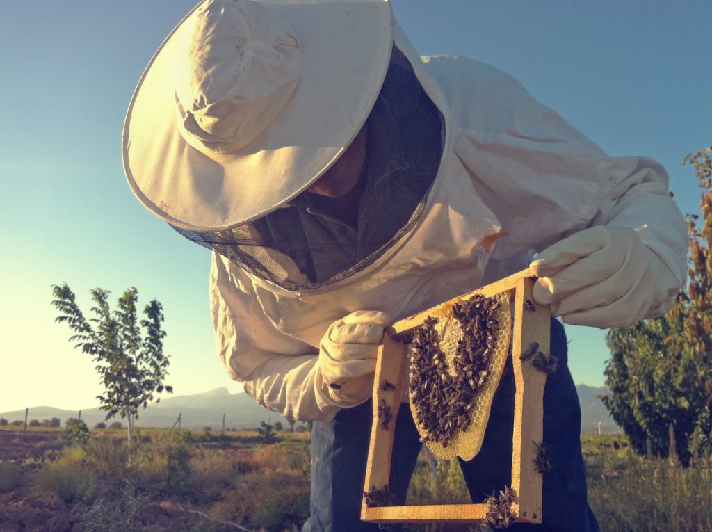 Lire la suite à propos de l’article Un rucher de repeuplement pour les abeilles