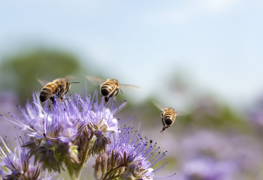 Lire la suite à propos de l’article Pollen et frelon : la survie hivernale de l’abeille