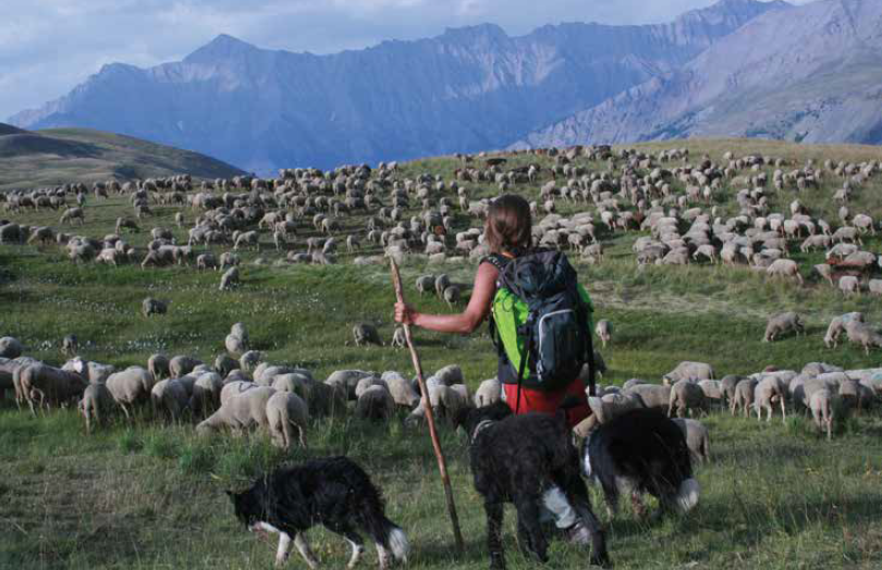 Lire la suite à propos de l’article La Routo : sur les traces des troupeaux ovins
