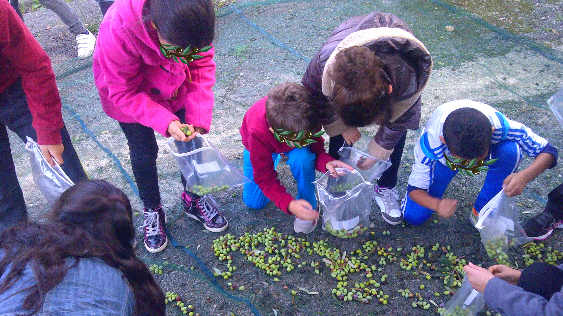 Enfants ramassant des olives sur le sol