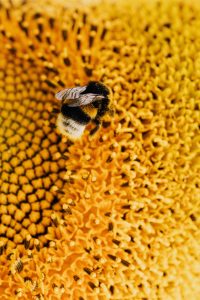 abeilles sur tournesol