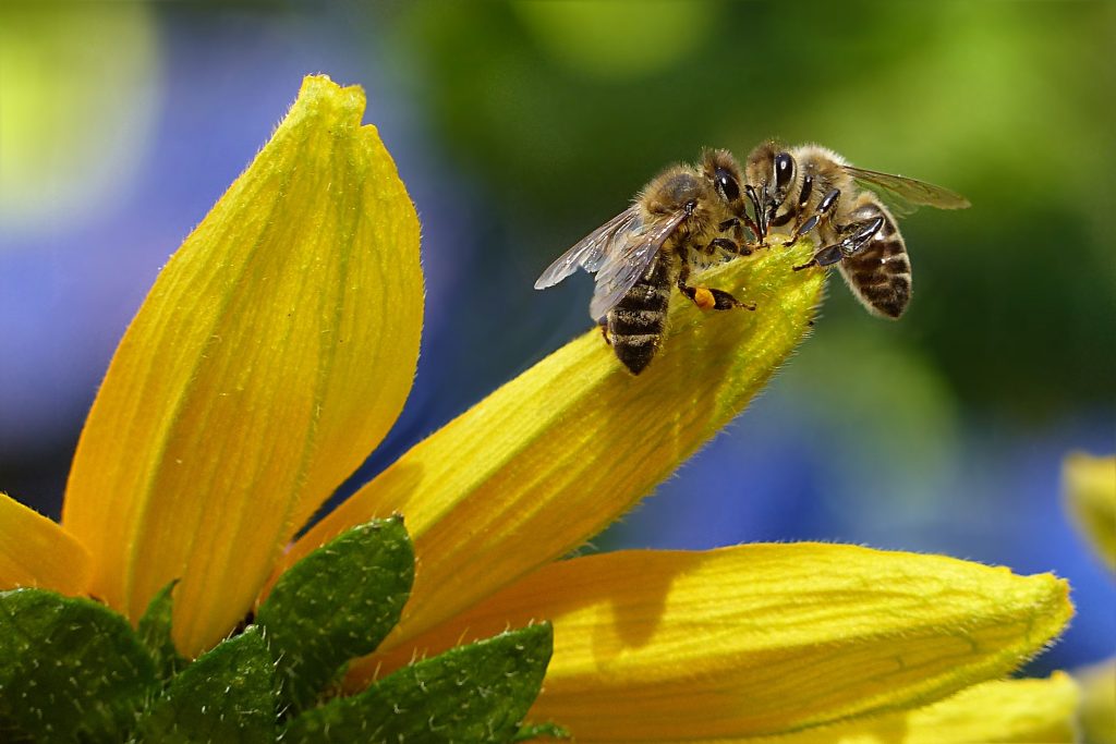 Lire la suite à propos de l’article Journée de l’abeille : agir pour la protection de l’espèce