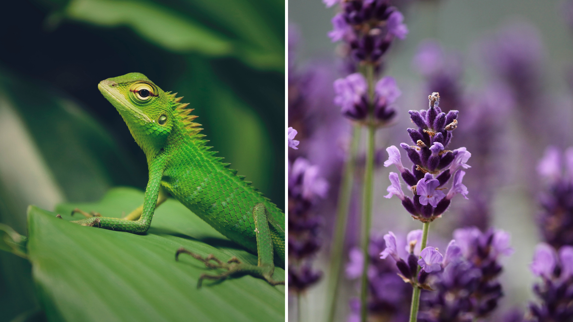 iguane et lavandes