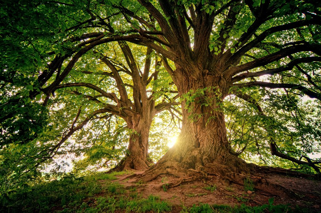 Lire la suite à propos de l’article L’arboretum de Roure : le sanctuaire des arbres
