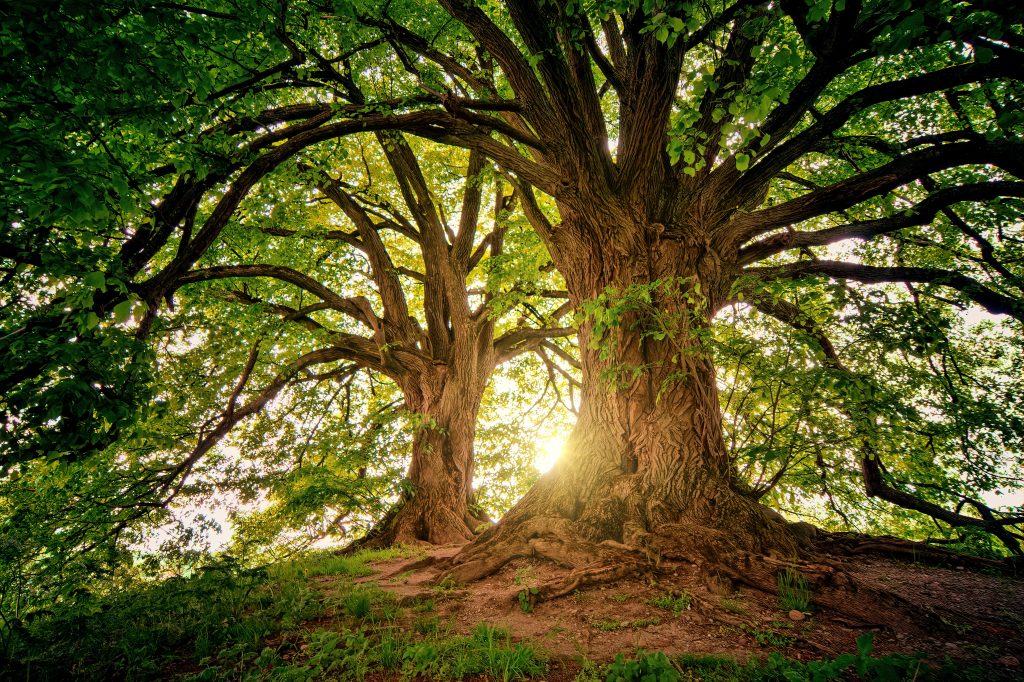 arbres arboretum