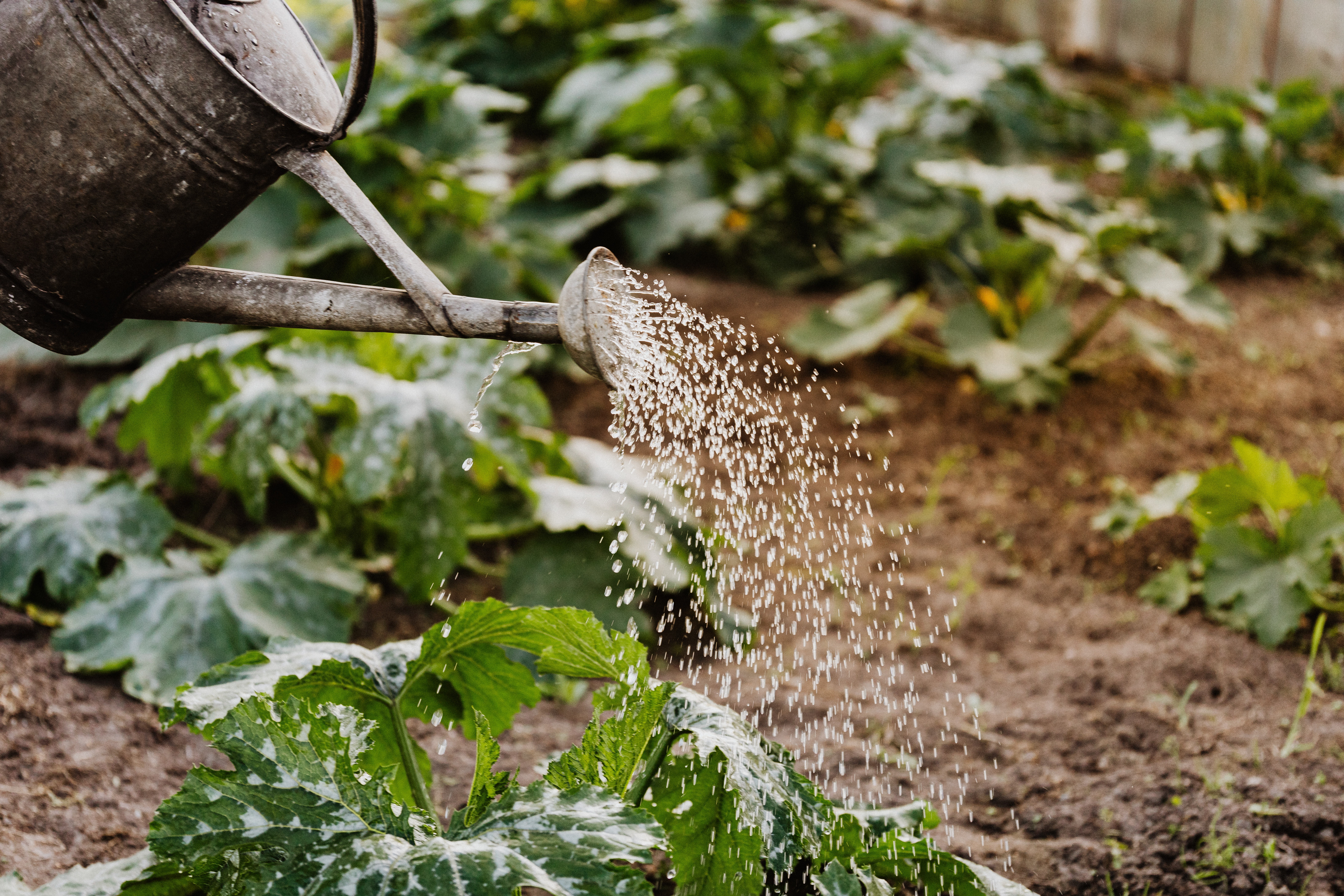 garden water