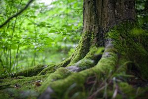 forêt arbre moussu