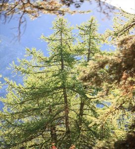 arbres arboretum